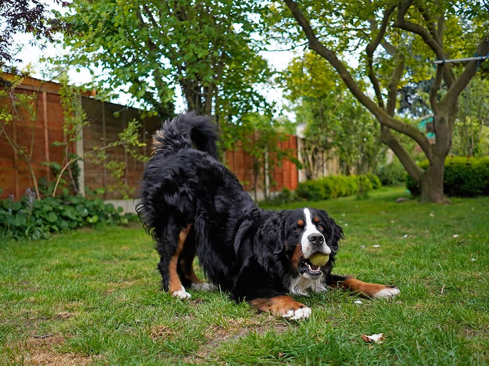 Bernese Mountain Dog