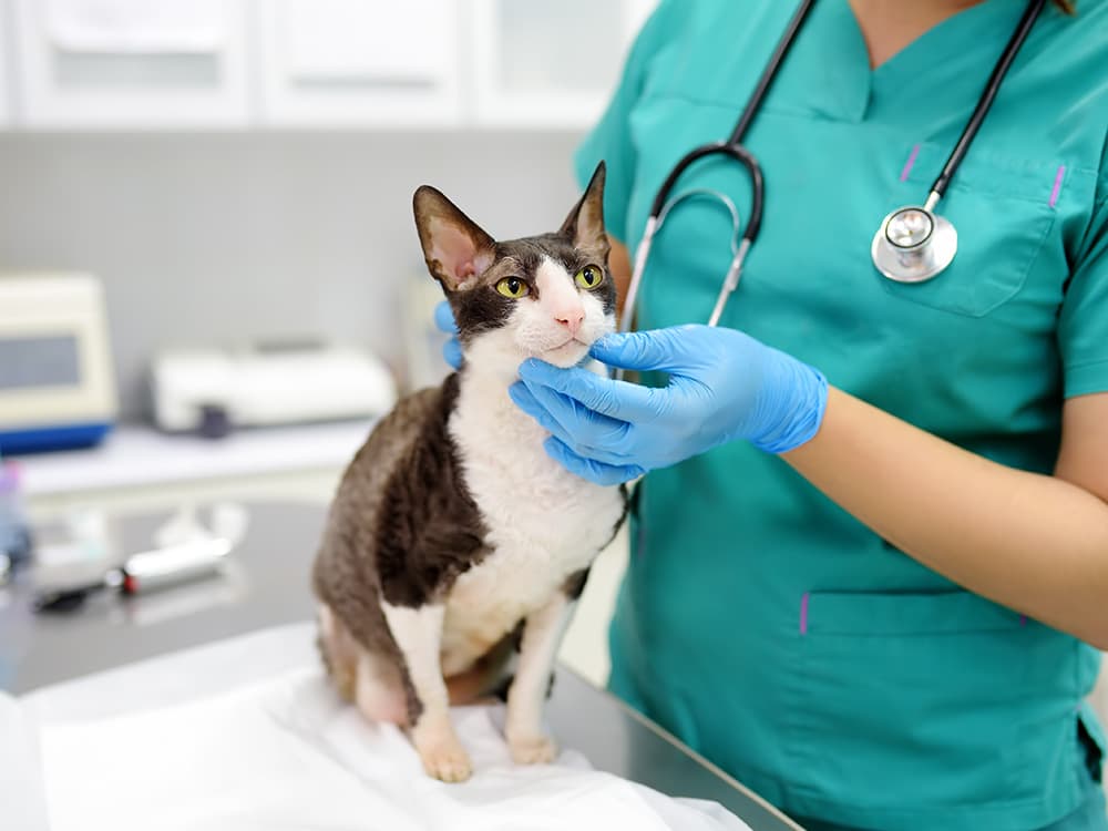 Veterinarian examines a cat