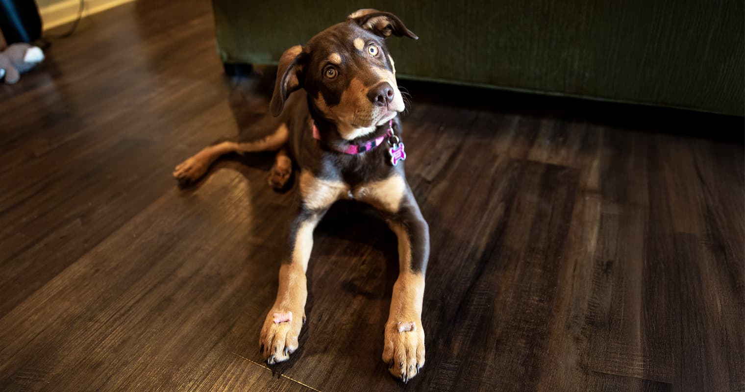 Why Your Dog Will Be Obsessed With Pattern Games
