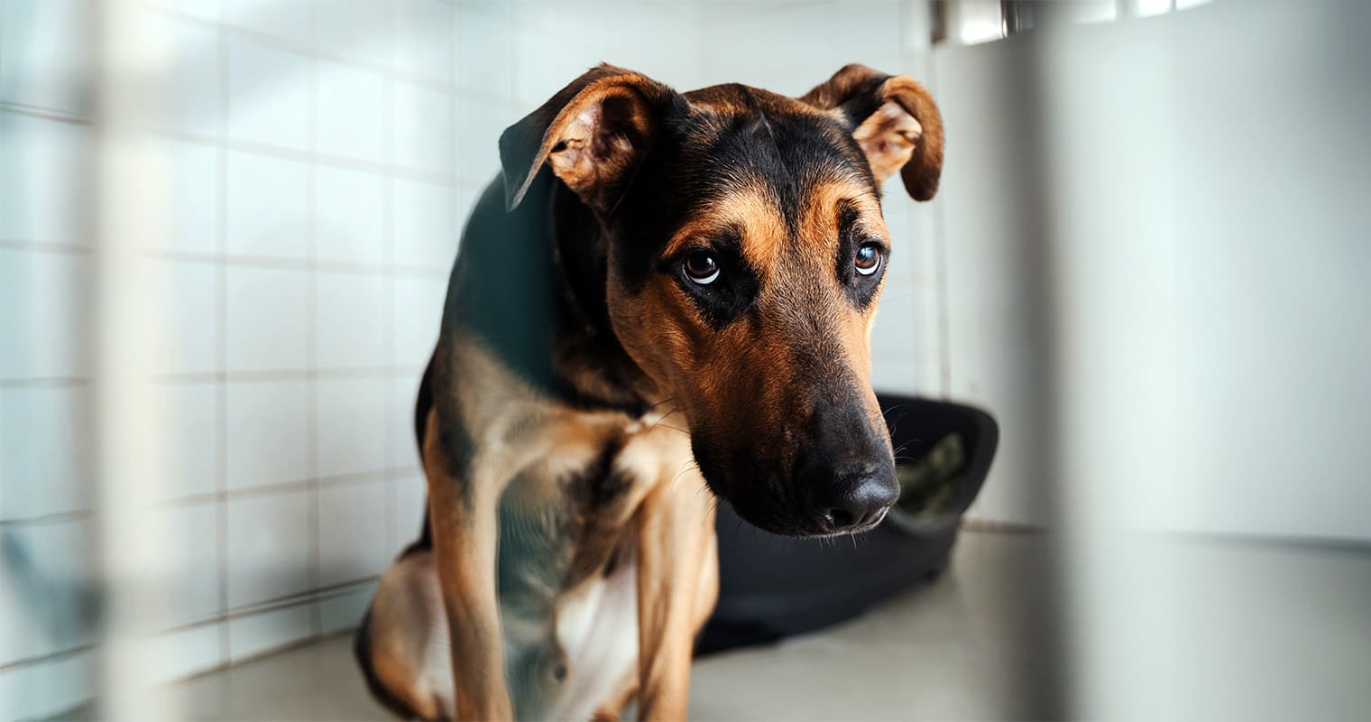 Can a Dog Be Put Down for Biting Someone?