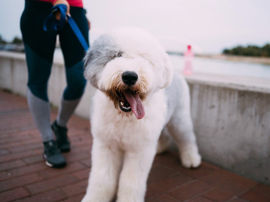 Old english sheep dog with person
