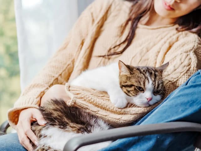 cat with person sitting in their lap