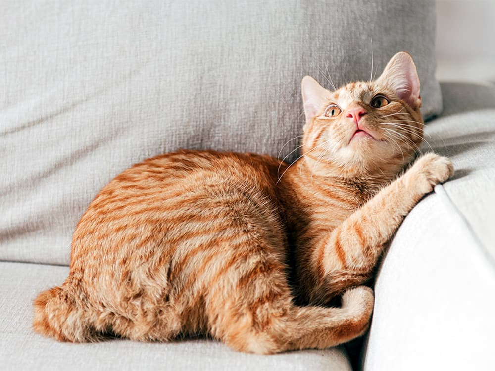 Manx cat