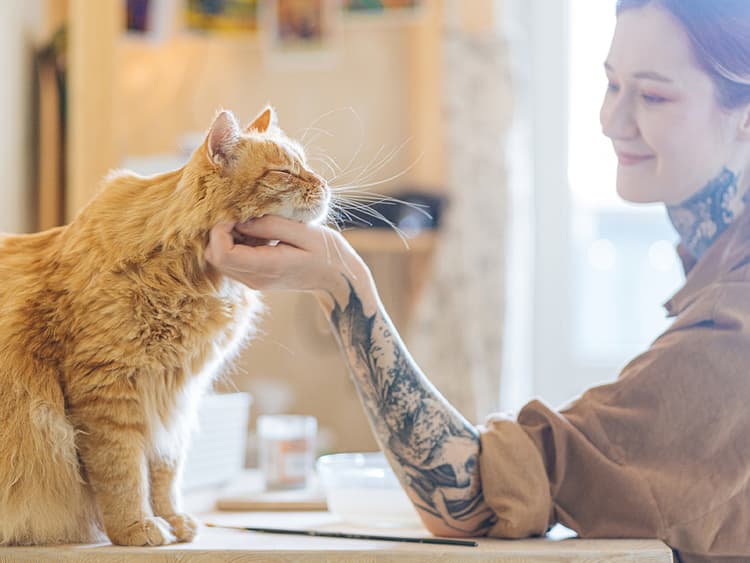The Feline Five Is a Personality Test That Could Actually Be Useful