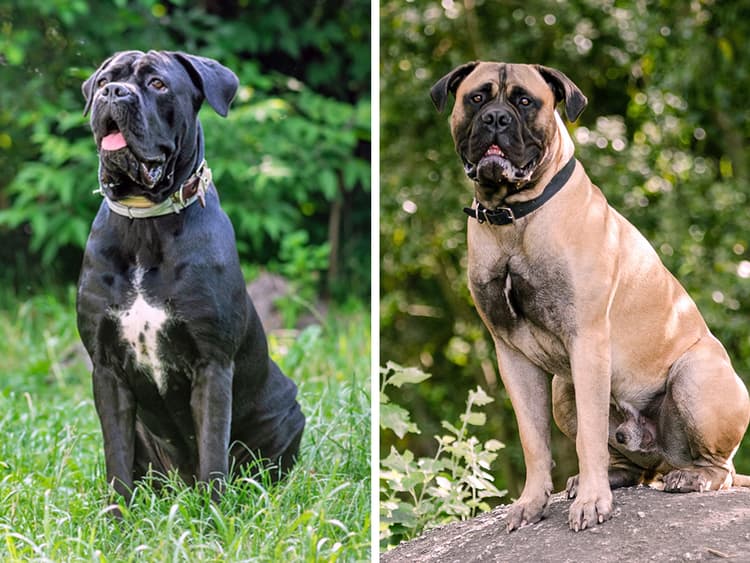 Cane Corso vs. Mastiff: Comparing Size, Personality, and Care