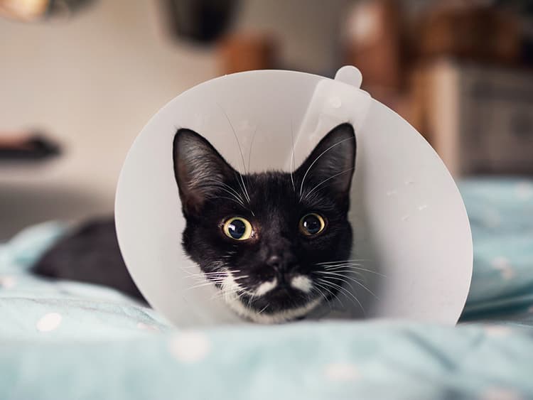 Be Prepared: Four Pet Emergency Room Essentials for Pet Parents