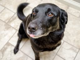 What’s Better Than a Tail Wag? A Circle Wag