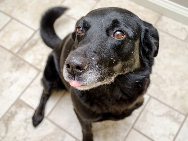 What’s Better Than a Tail Wag? A Circle Wag