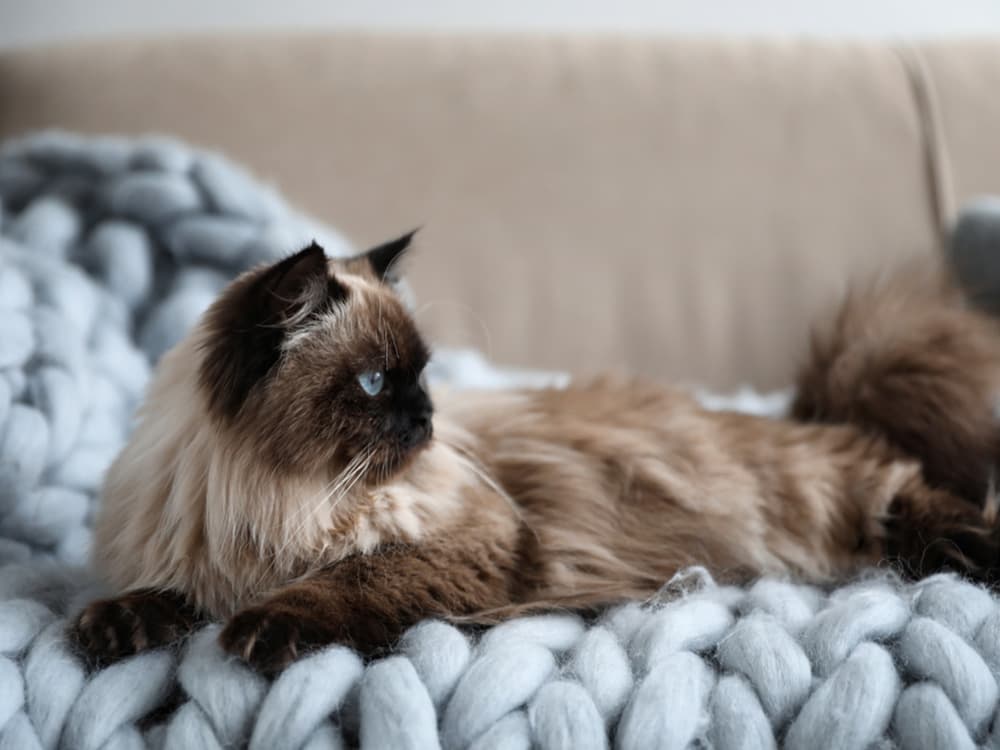 Balinese cat on soft sofa