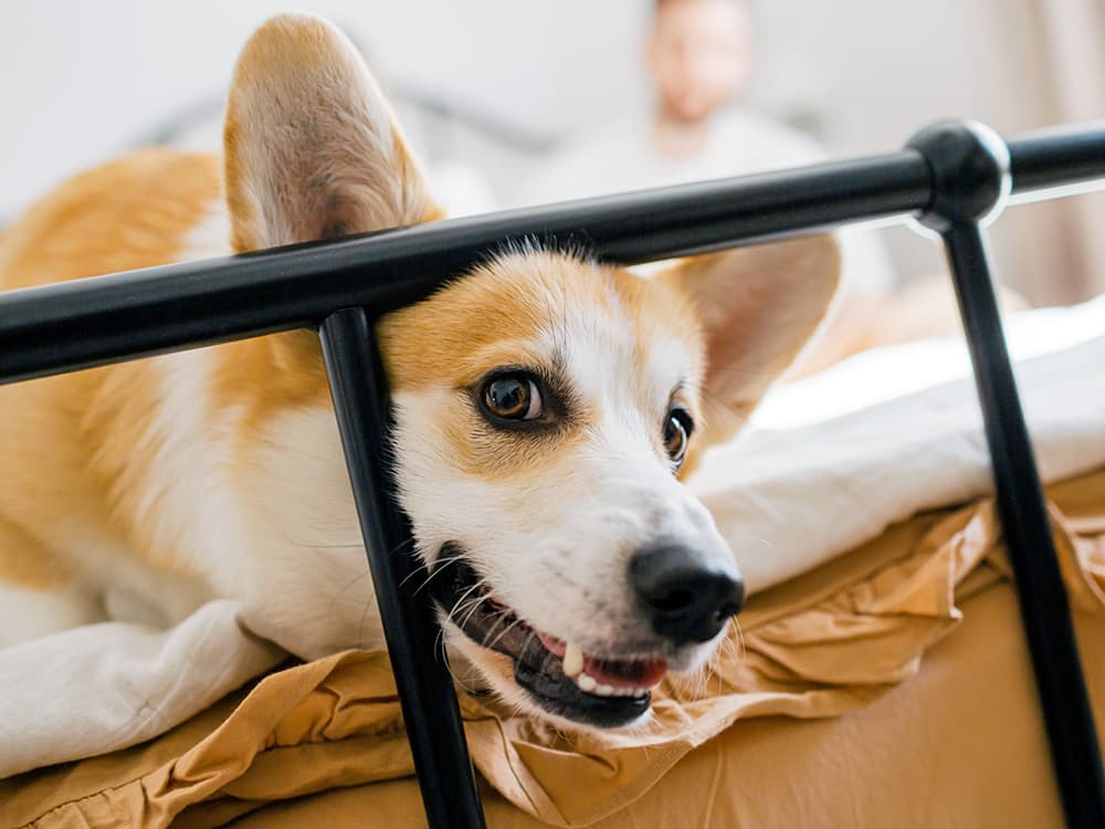Your Dog Is Grinding Their Teeth: What This Means and What to Do
