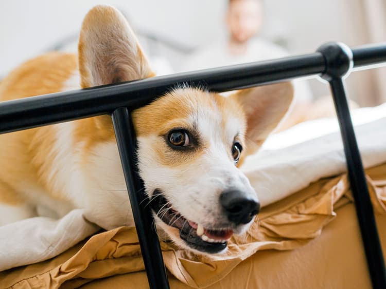 Your Dog Is Grinding Their Teeth: What This Means and What to Do