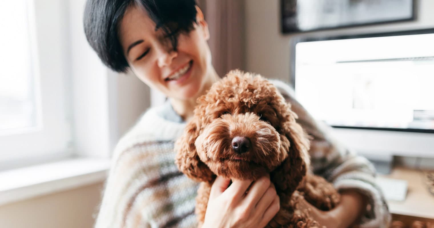 The 20 Cute Curly-Haired Dog Breeds
