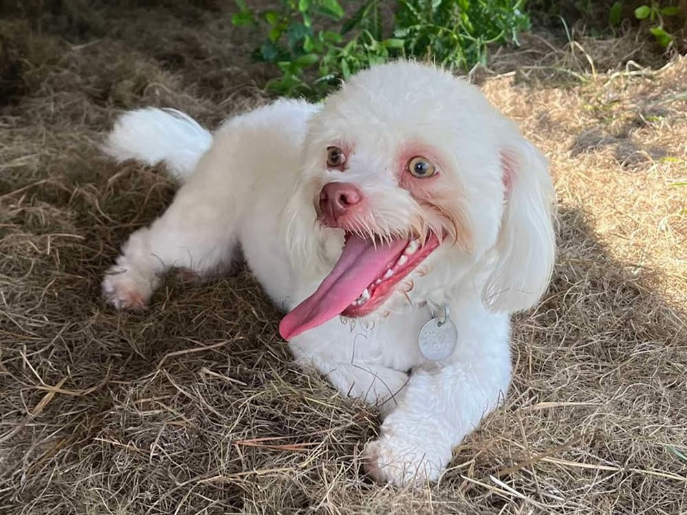 Shih Tzu mix