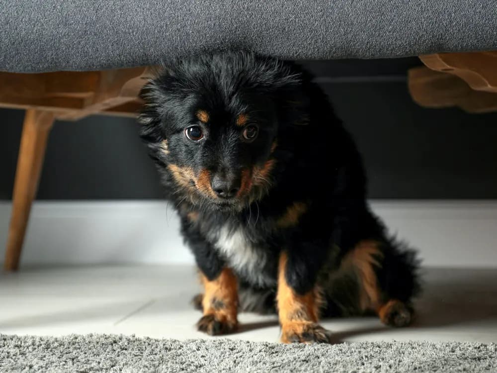 new dog hiding at home