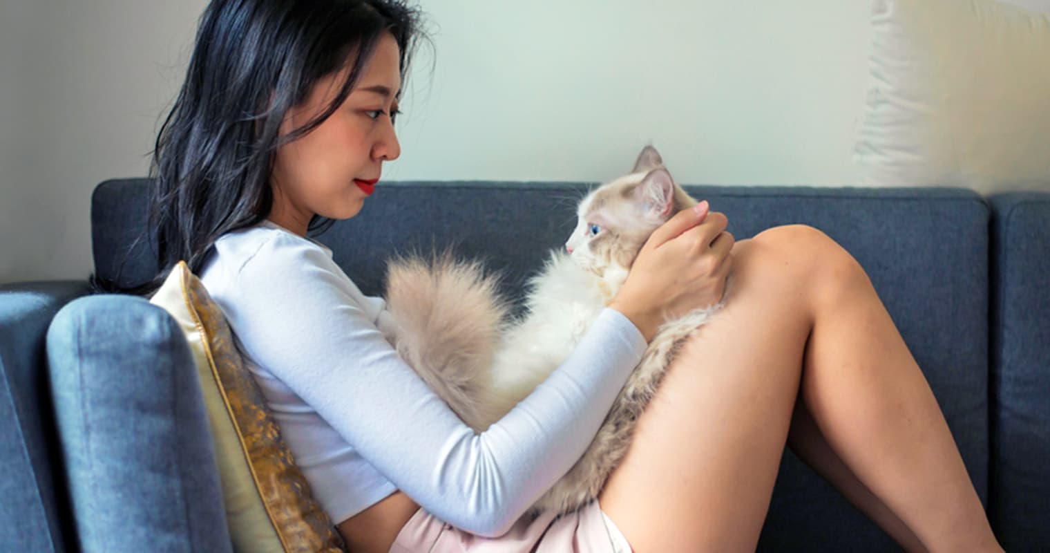 Why Are Ragdolls Called ‘Puppy Cats’?