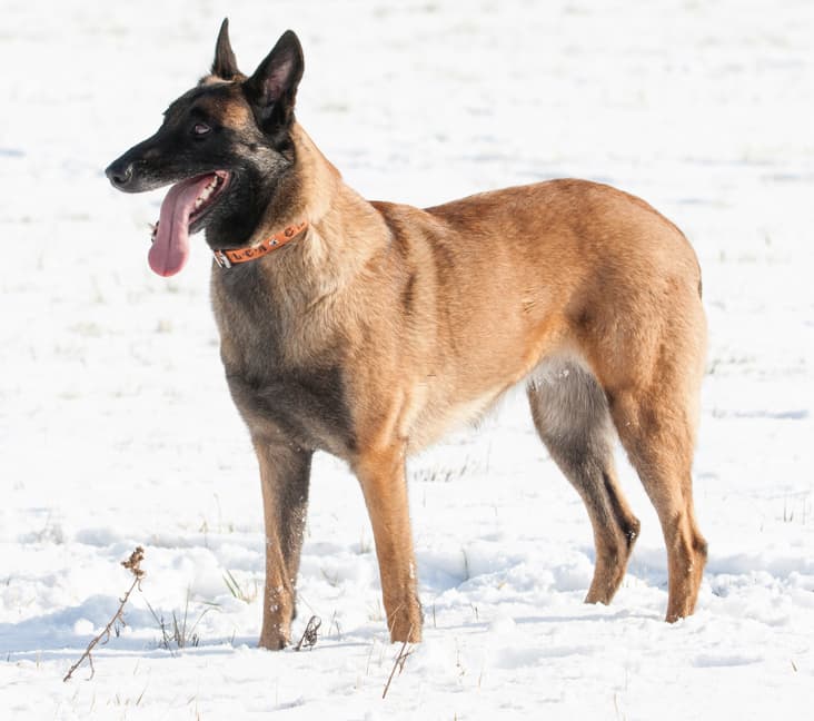 A purebred Belgian Laekenois dog standing in the snow.
