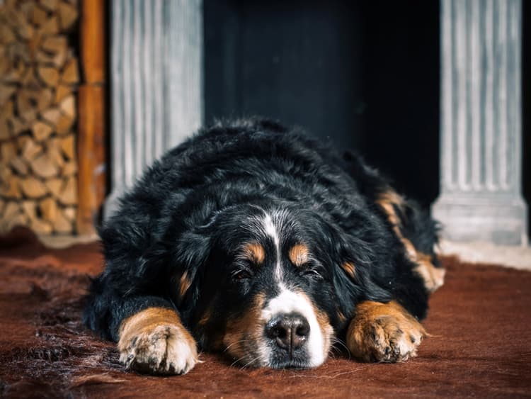 Certain Dog Breeds Are More Likely to Get Cancer, Study Finds