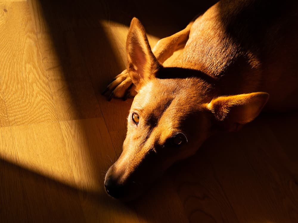 When Your Dog Gets Alzheimer’s