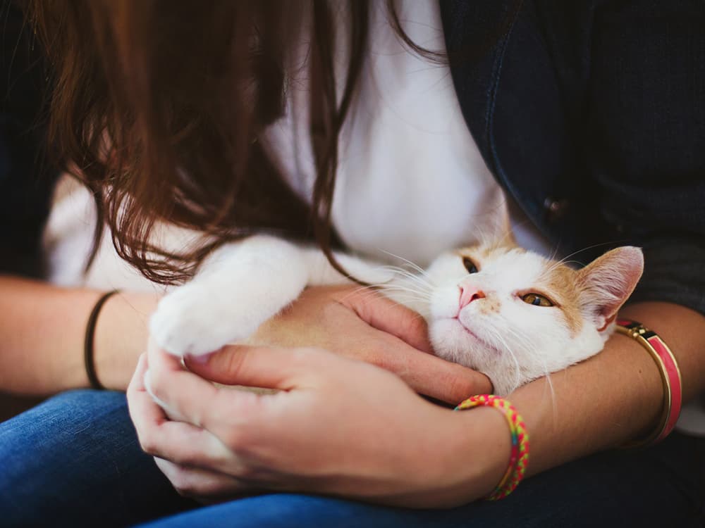 New Research Aims to Reduce Cat Stress During Nail Trims