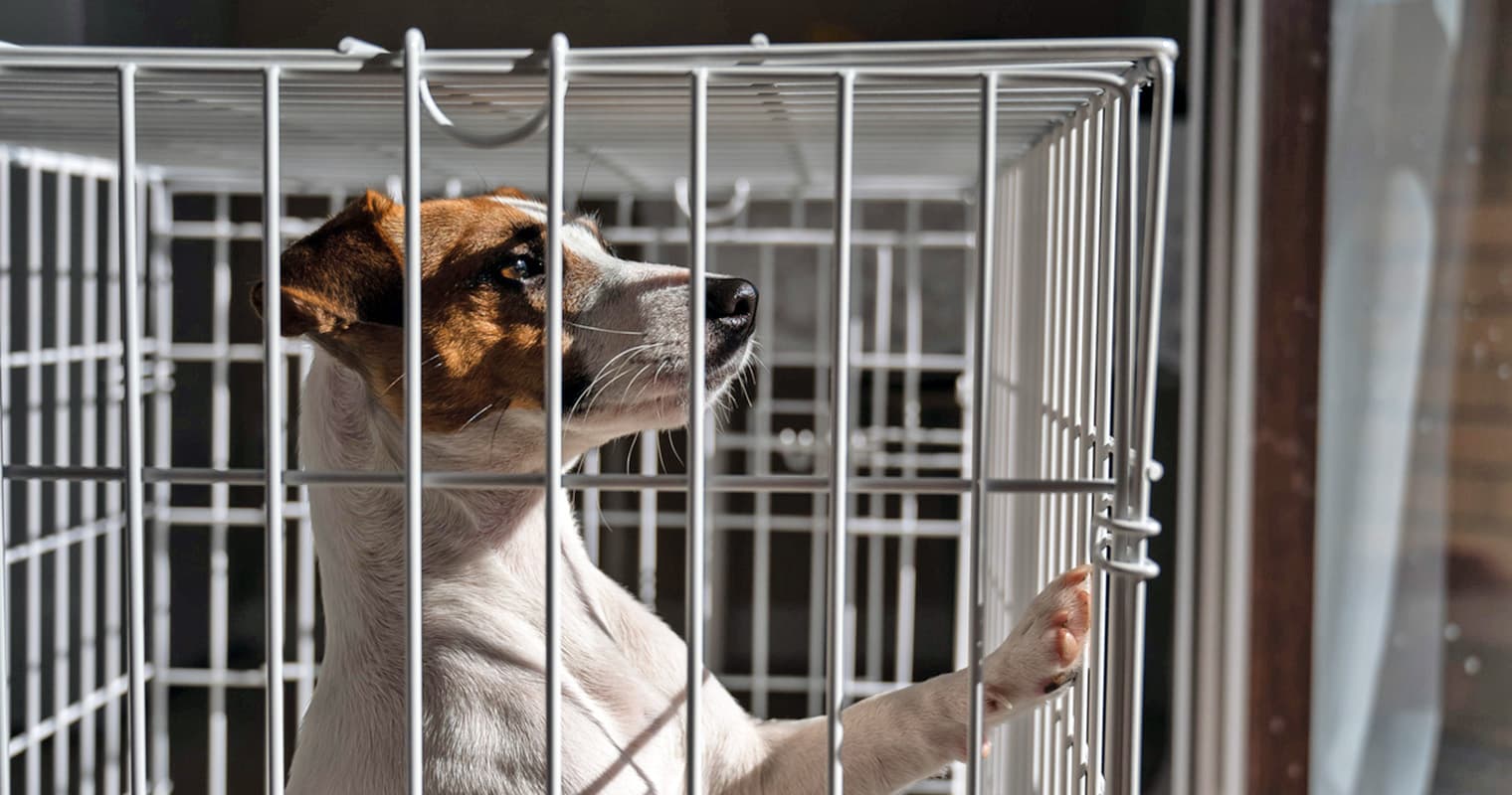 Is Your Dog Whining in the Crate? Why It Happens and How to Help
