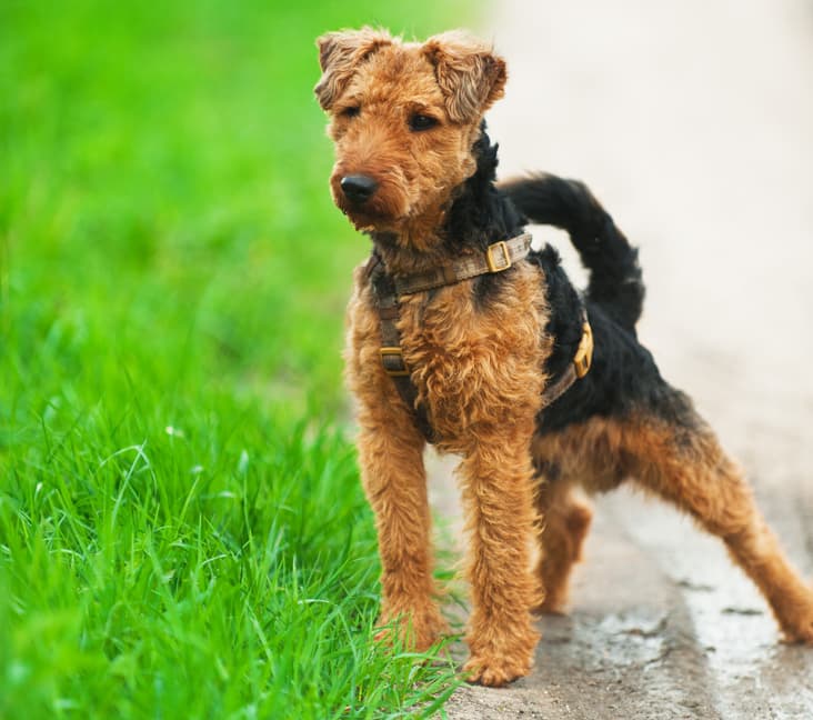 A purebred Welsh Terrier dog standing on the sidewalk.