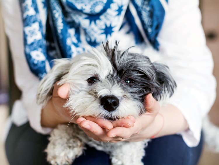 Who Really Has the Separation Anxiety—You or Your Dog?