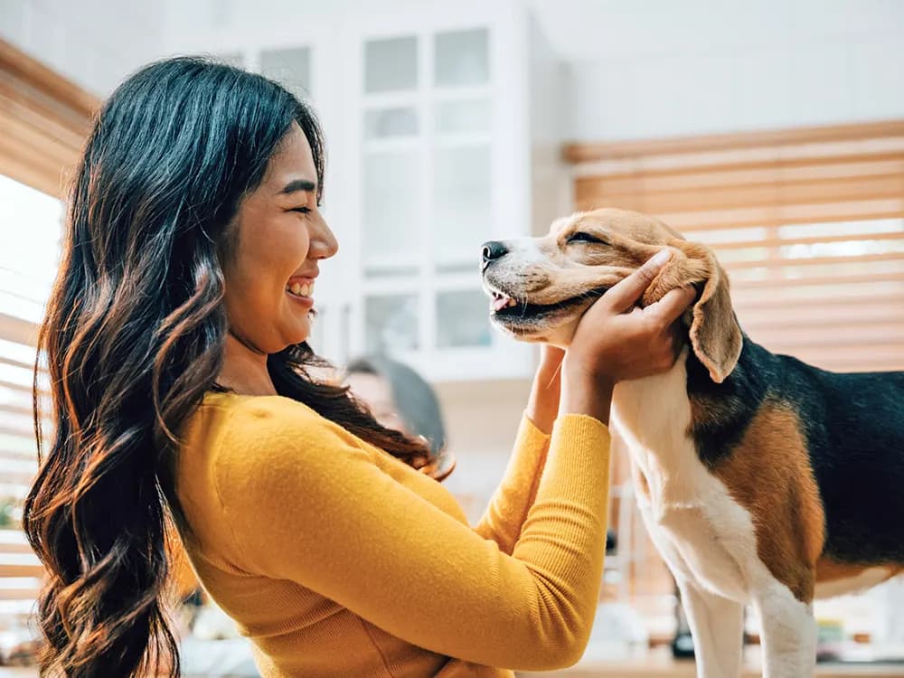 temperament of a happy beagle dog with woman