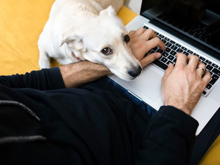 Yes, Your Stress Is Making Your Dog Stressed, New Study Finds