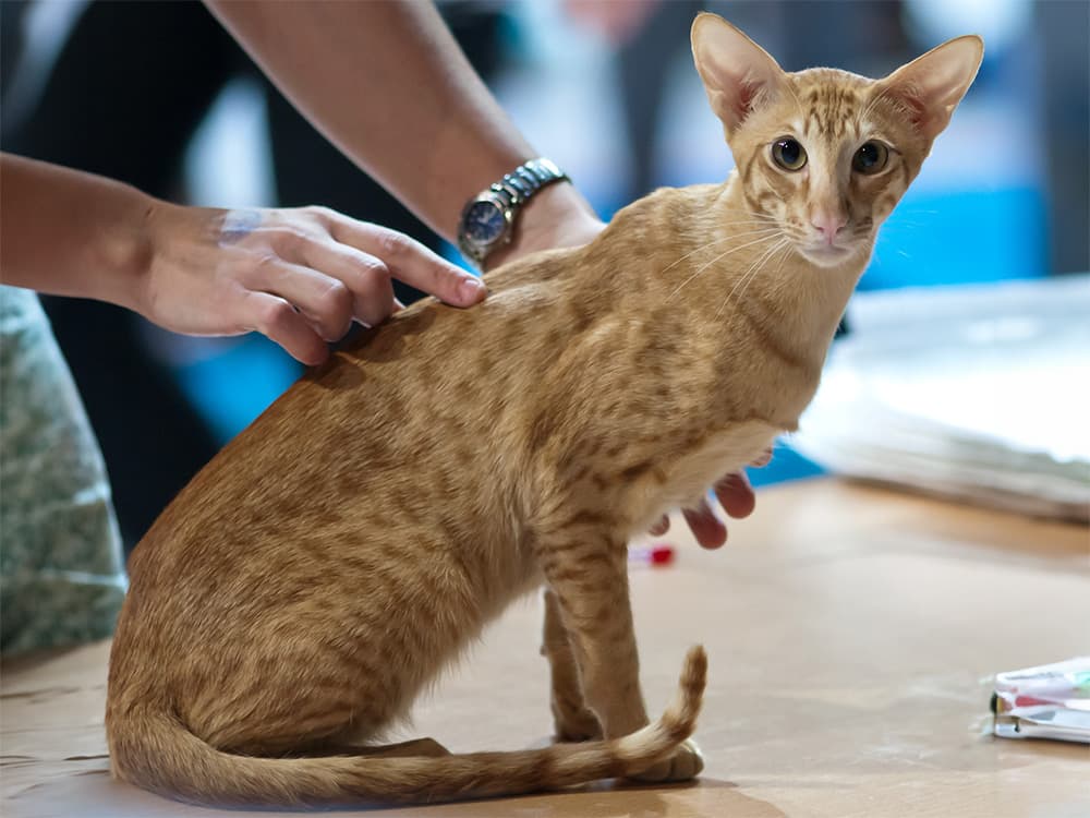 oriental shorthair being groomed