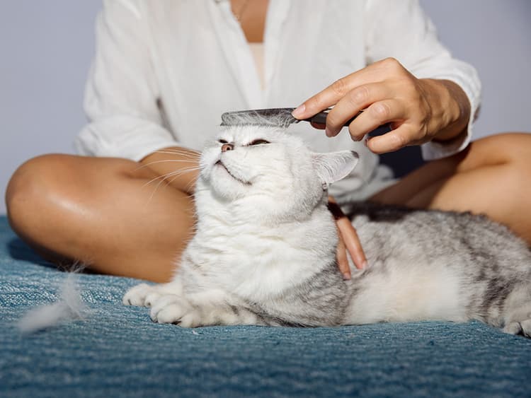 The Best Way to Get Rid of Fleas on Cats, According to a Veterinarian