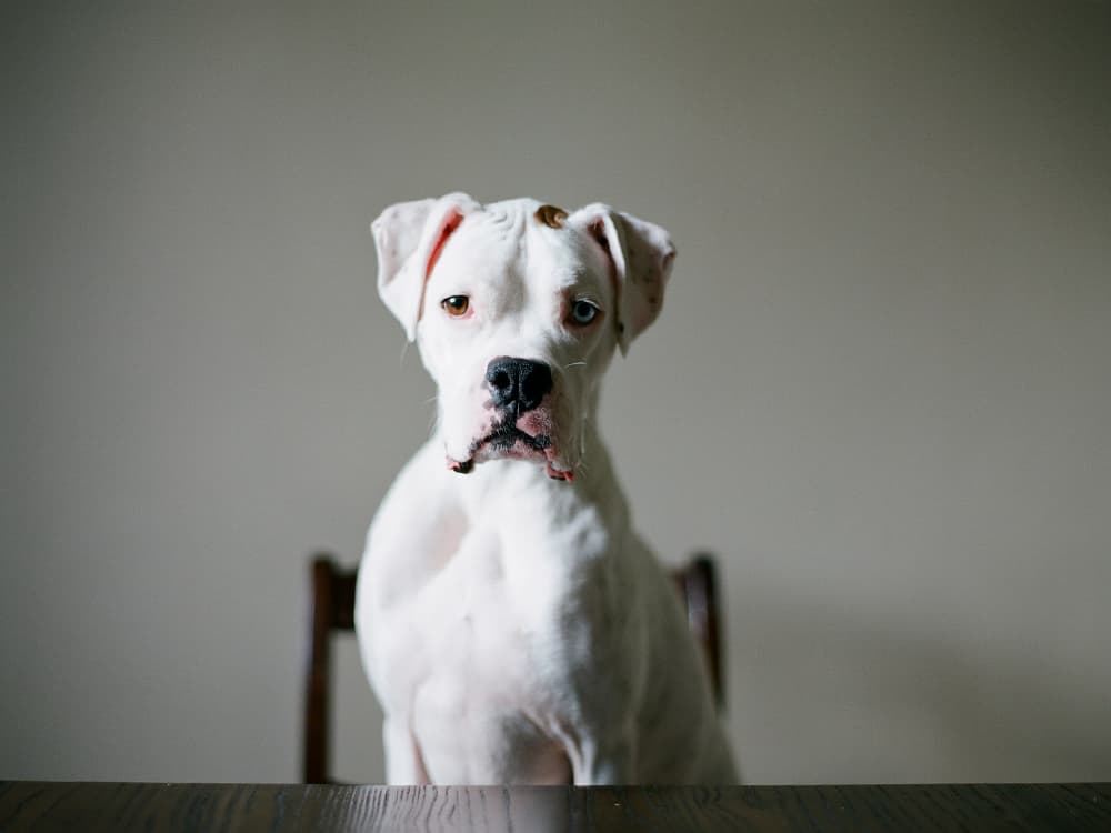 How to Help Your Dog with Degenerative Myelopathy