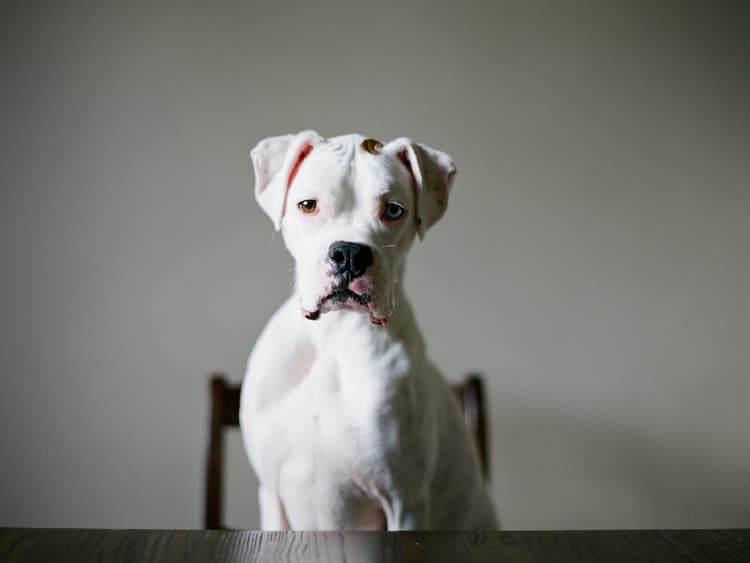 How to Help Your Dog with Degenerative Myelopathy