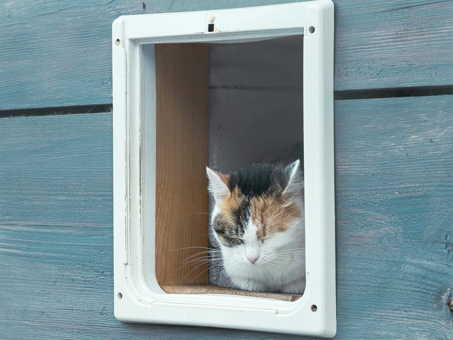 stray or feral cat in shelter