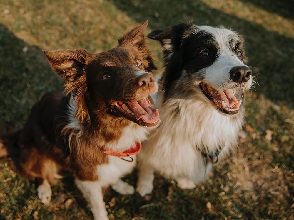 How to Train Against a Dog's Nature