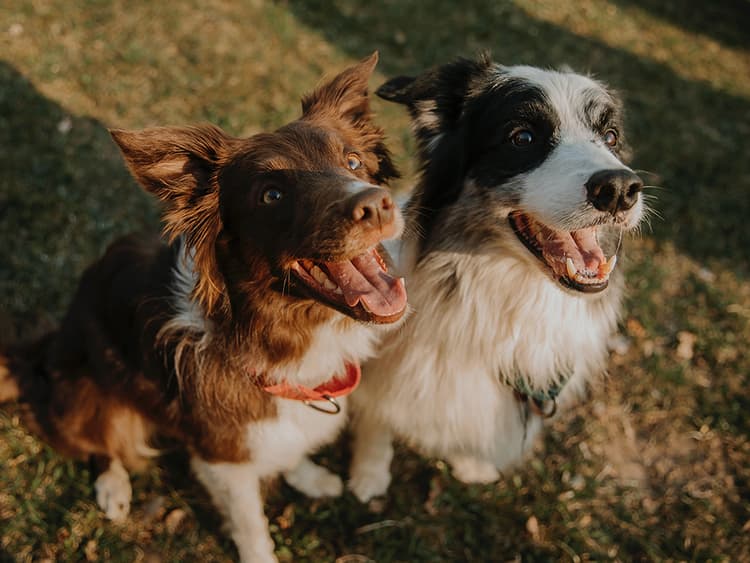 How to Train Against a Dog's Nature