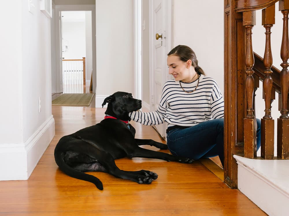 Labrador Retrievers