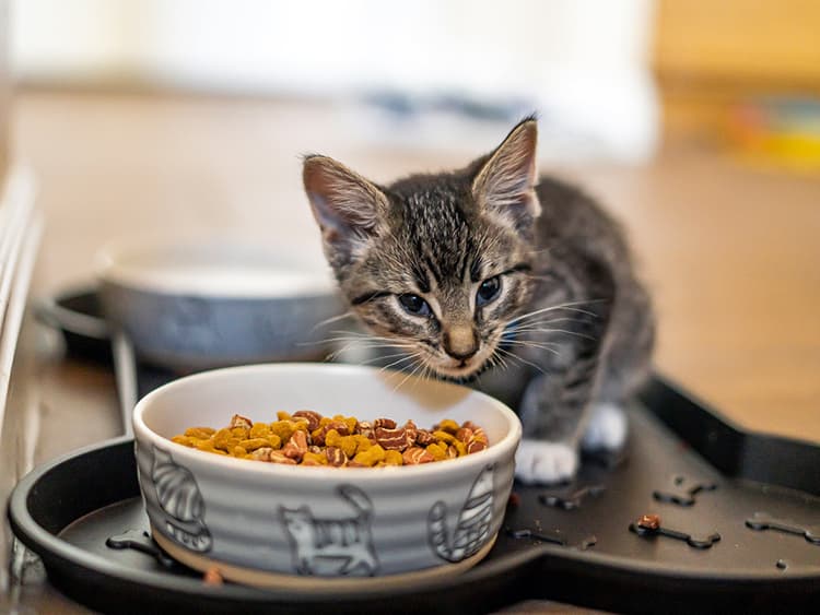 Can a Kitten Eat Dry Food?