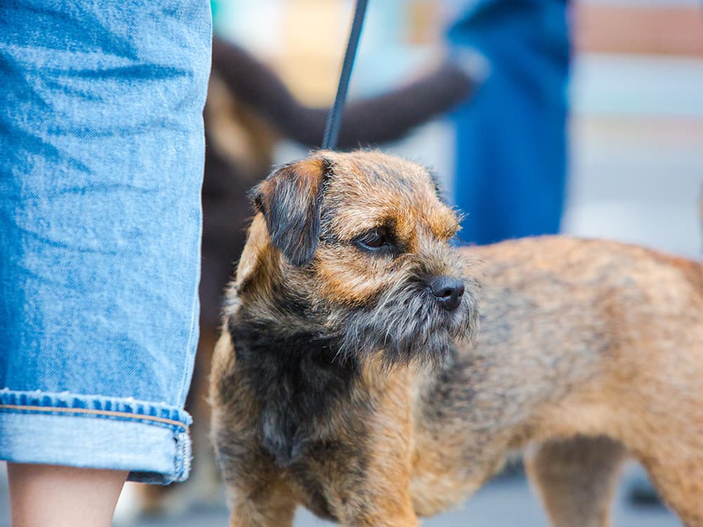Border Terrier