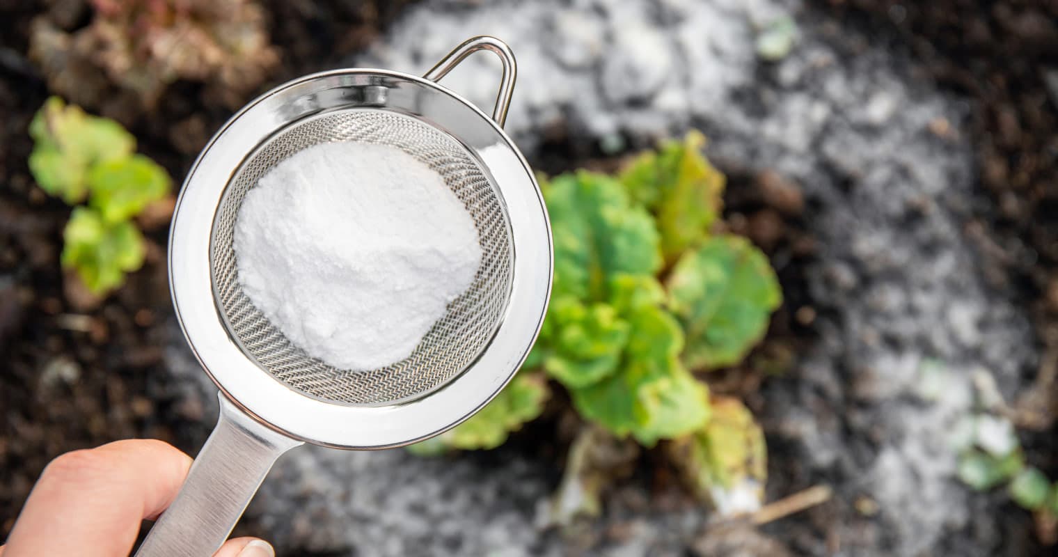 Does Diatomaceous Earth Kill Fleas?