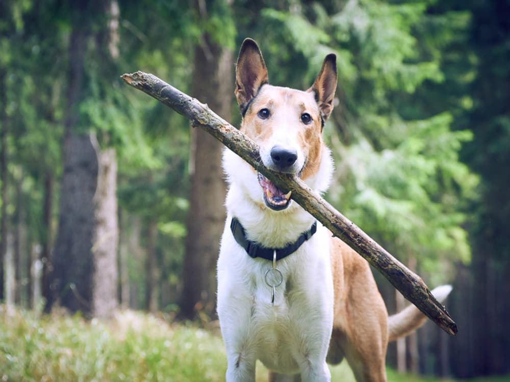 Smooth Collie