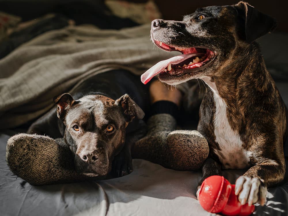 How to Make Your Dog’s Life Better with Canine Enrichment