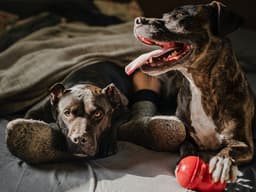 How to Make Your Dog’s Life Better with Canine Enrichment