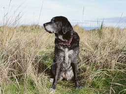 How to Grieve a Pet