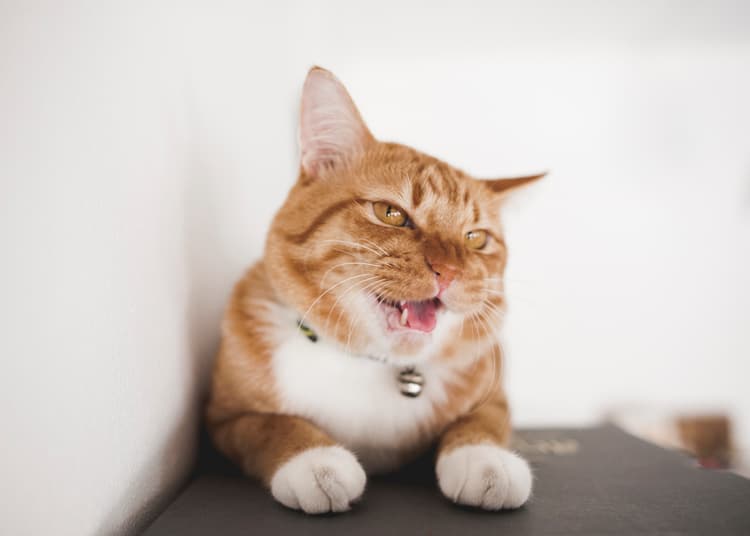 Is Your Cat Judging You?
