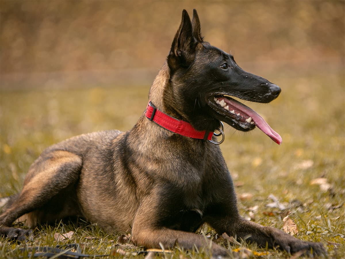 Sable belgian malinois dog with red collar