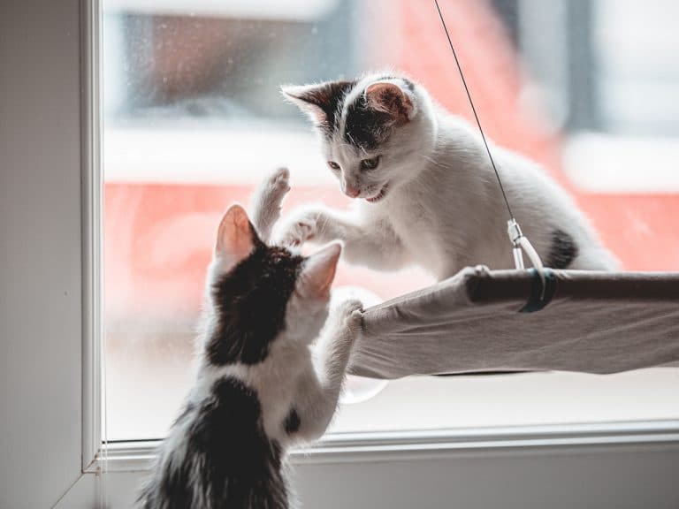 Help “Clear the Shelters” During the 2025 National Adoption Event