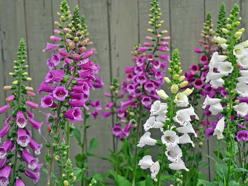 Foxglove