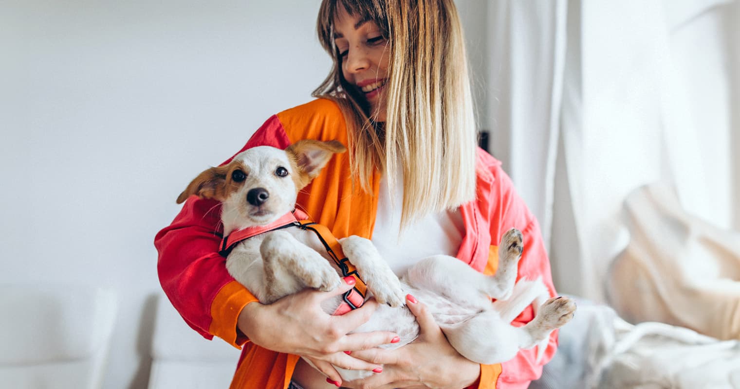 Low-Maintenance Dog Breeds: The Easiest Breeds to Care For