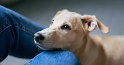 9 Behaviors That Mean Your Dog Is Trying to Communicate Something Important