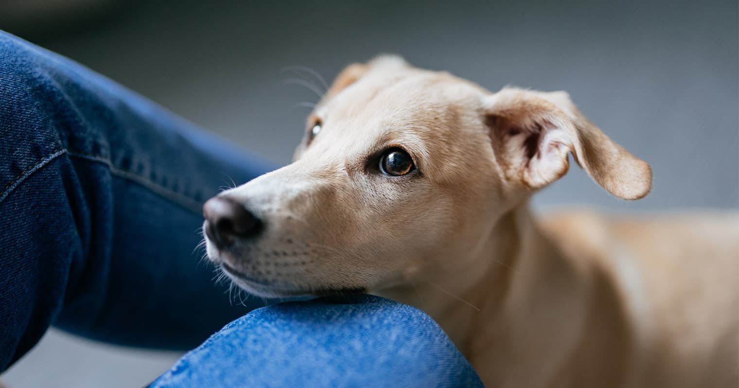 9 Behaviors That Mean Your Dog Is Trying to Communicate Something Important
